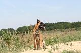 MALINOIS 330